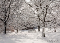 Trees and bench with snow