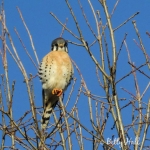 American Kestrel