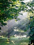 arboretum fog
