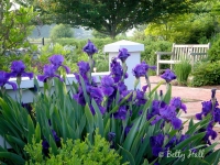 arboretum iris
