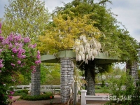 arboretum spring