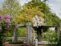 arboretum spring
