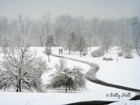 arboretum winter