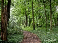 arboretum woods