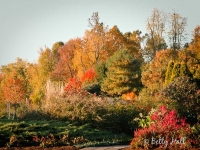 autumn at arboretum