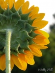 back of sunflower