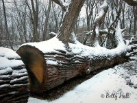 bur oak