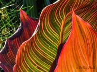 Cana leaves