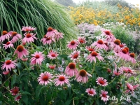 coneflowers and more