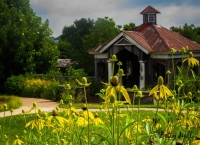 Coneflowers in Children's Garden
