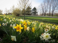 Daffodils