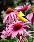 goldfinch on coneflower