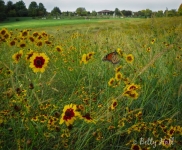 Monarch at the Arboretum