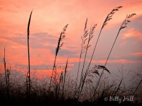 native grasses