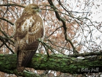 Red-tail Hawk