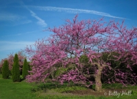 Redbud tree in April