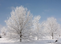 Snow flocked trees