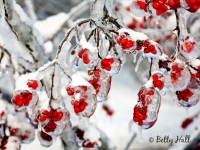winterberries and ice