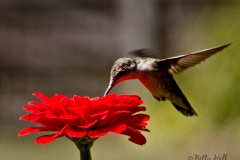 Birds