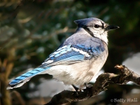 Blue Jay close-up