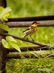 Male Cape May Warbler