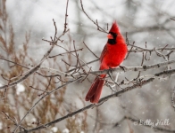 Cardinal on a wintry day