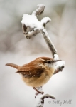carolina-wren on snowy branch