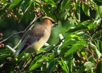 Cedar waxwing