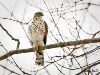 coopers-hawk