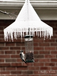 Downy woodpecker at nut feeder with icicle fringe