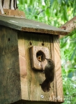 House wren