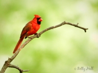 brilliant red male northern cardinal on branch