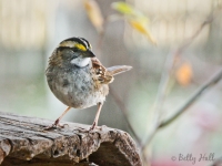 close-up of male white-throated sparrow