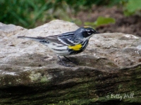 male yellow-rumped warbler close-up