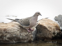 mourning-dove