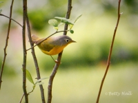 Nashville Warbler - a Kentucky migrant