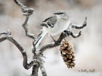 northern-mockingbird