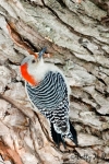 red-bellied-woodpecker