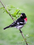 Rose-breasted-grosbeak
