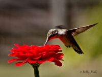 ruby-throated-hummingbird