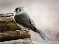 Close-up of Tufted Titmouse