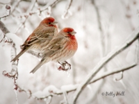 two-house-finches