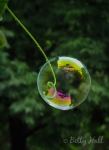 Backyard bubble and tendril