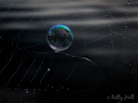 Bubble and spider web