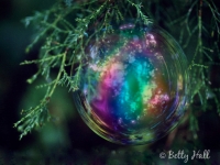 Bubble in cedar