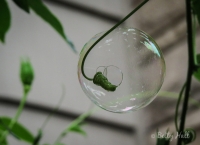 Bubble surrounding tendril