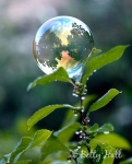 Gazing bubble