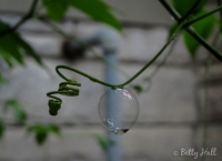 Tendril and bubble