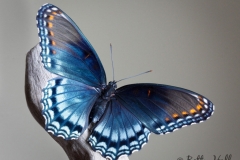 Butterflies