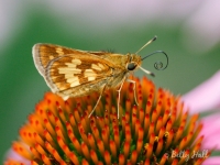 Peck's skipper